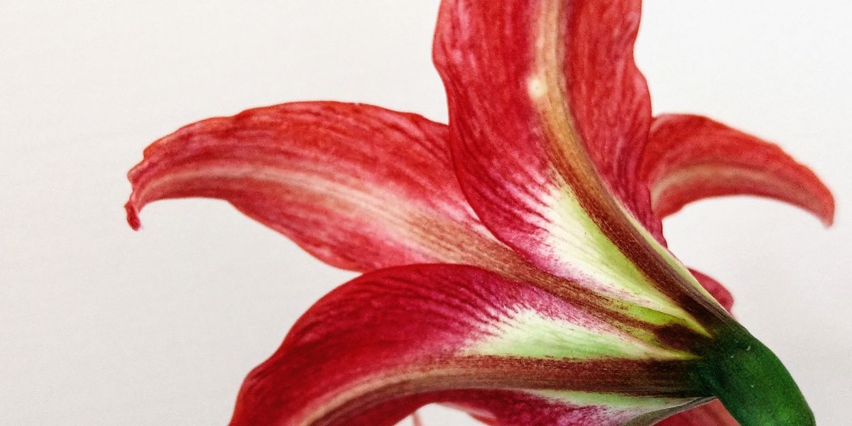 Amaryllis und Licht: Was sie in welcher Phase wirklich braucht