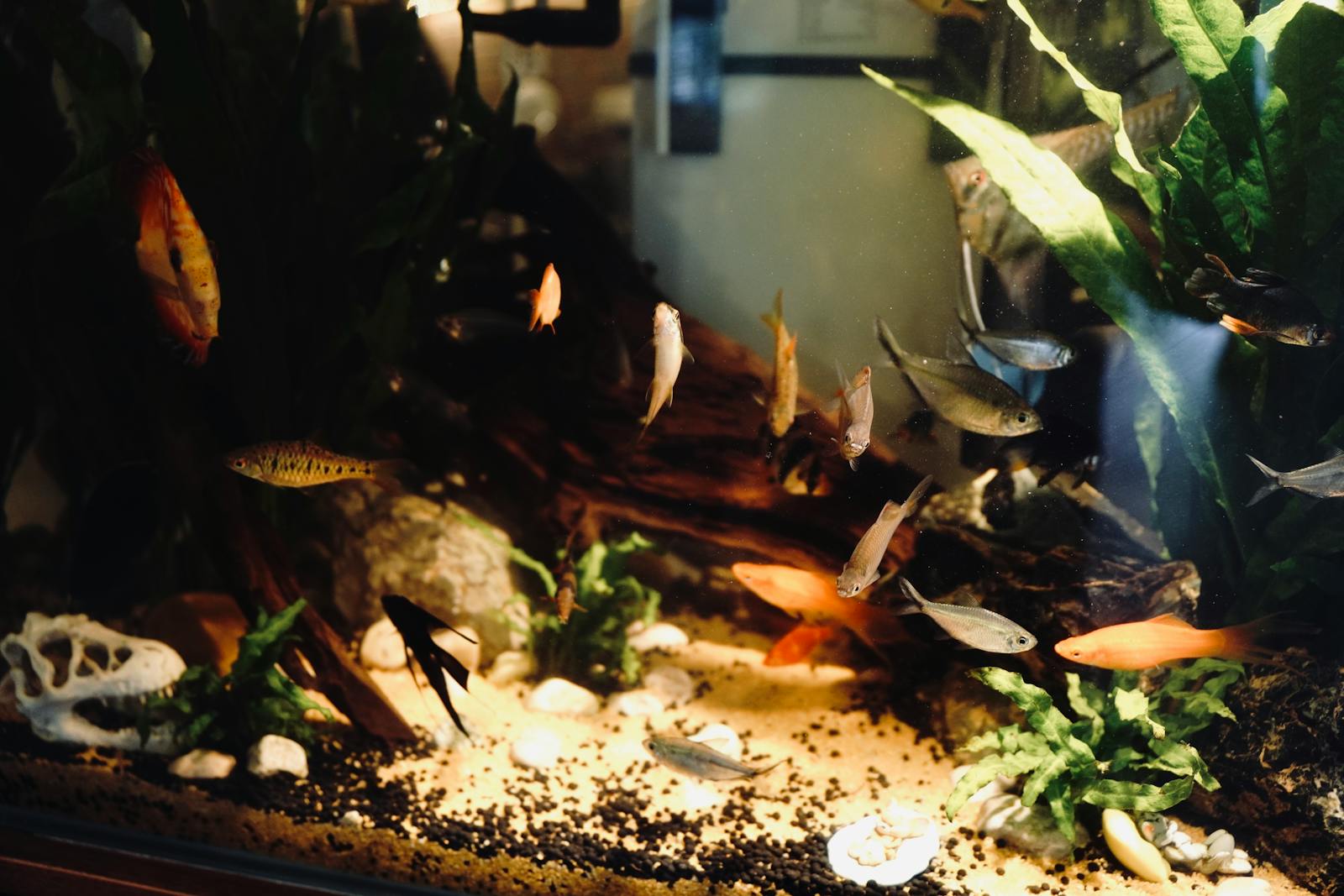 Aquarium LED Beleuchtung: Warum 6500 Kelvin nichts über Pflanzenwachstum sagen