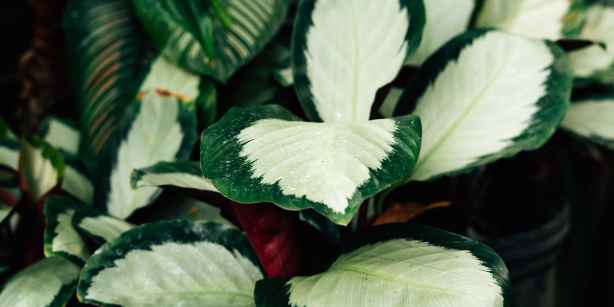 Calathea-Lichtbedarf: 1.500 bis 3.000 Lux, und warum die Pflanze abends die Blätter hochklappt