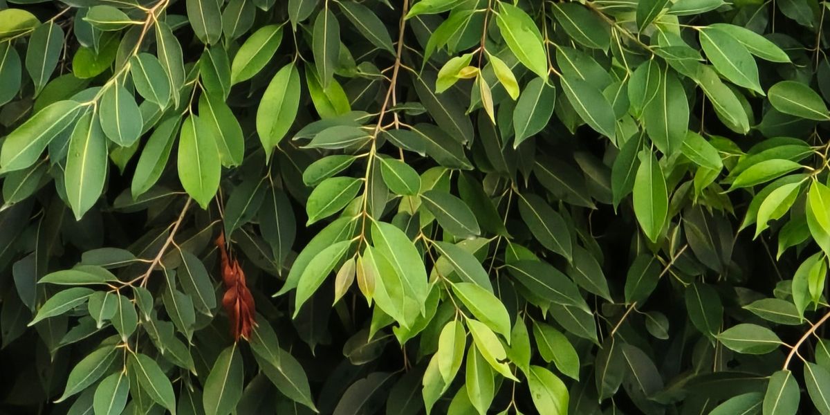 Ficus benjamini und Licht: Warum er beim Umzug die Blätter abwirft und was in der Gärtnerei passiert ist
