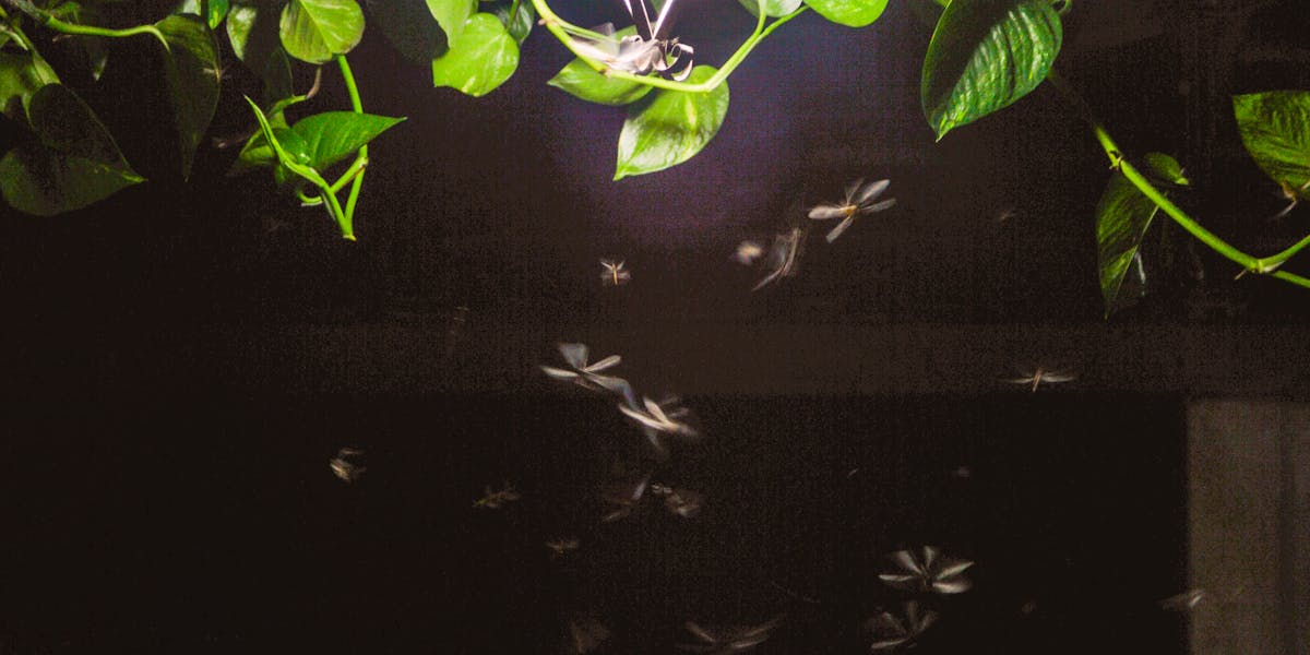 Insektenfreundliche Beleuchtung im Garten: Was die Forschung 2024 und 2025 wirklich rausgefunden hat — und warum amber LEDs nicht die Lösung sind, die du dir wünschst