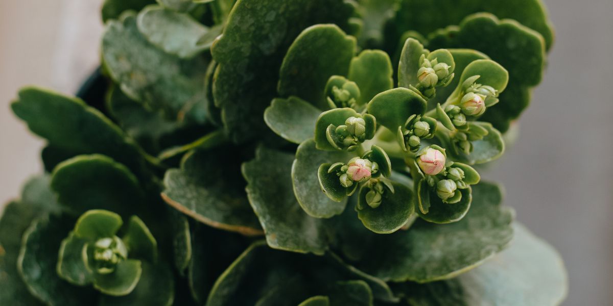 Kalanchoe blüht nicht: Kurztag, Dunkelheit und Störlicht