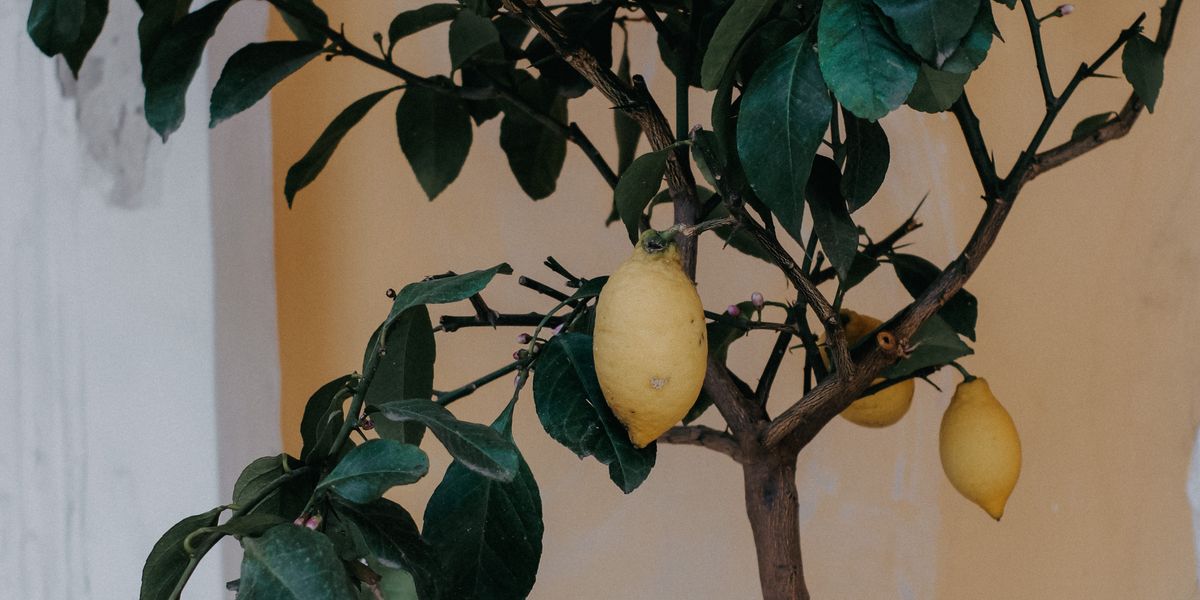 Kübelpflanzen überwintern: Wie viel Licht Oleander, Zitrone und Olive im Winterquartier brauchen