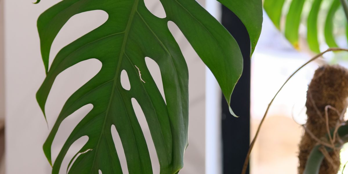 Monstera braune Flecken und Blätter: Sonnenbrand, Kälte oder Gießfehler? Das Muster verrät es