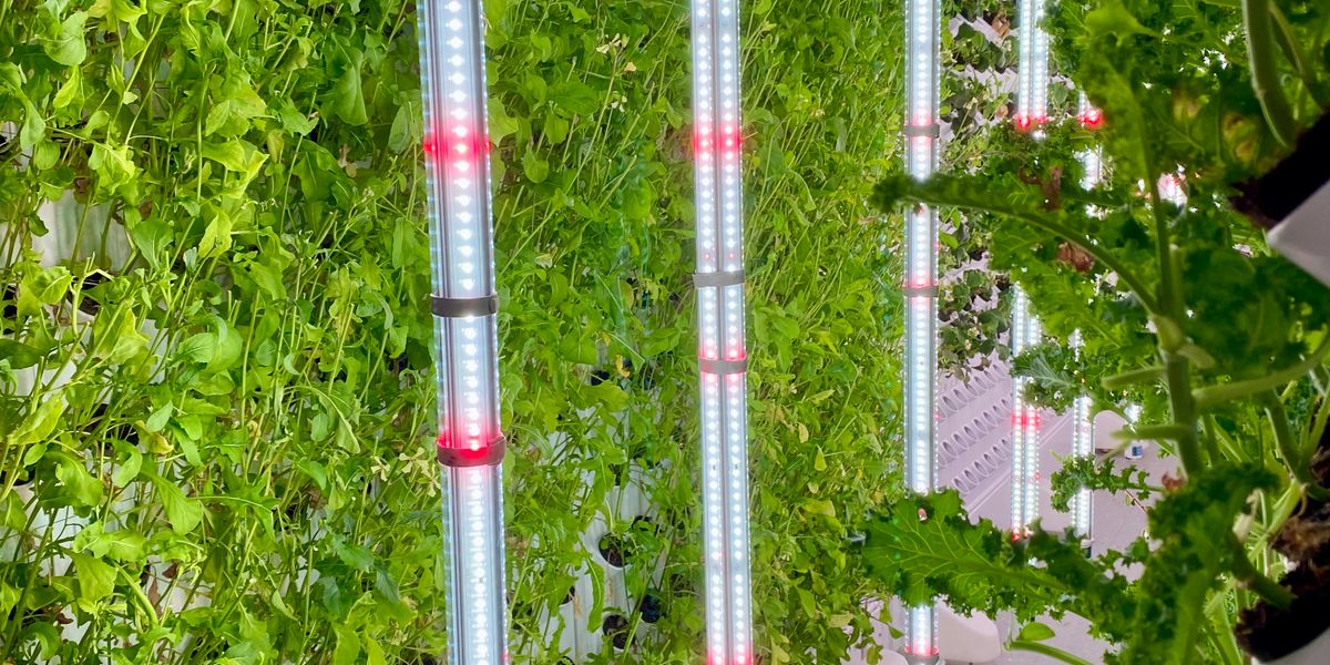Pflanzenlampe mit Akku: Warum die meisten Modelle physikalisch nicht können, was sie versprechen