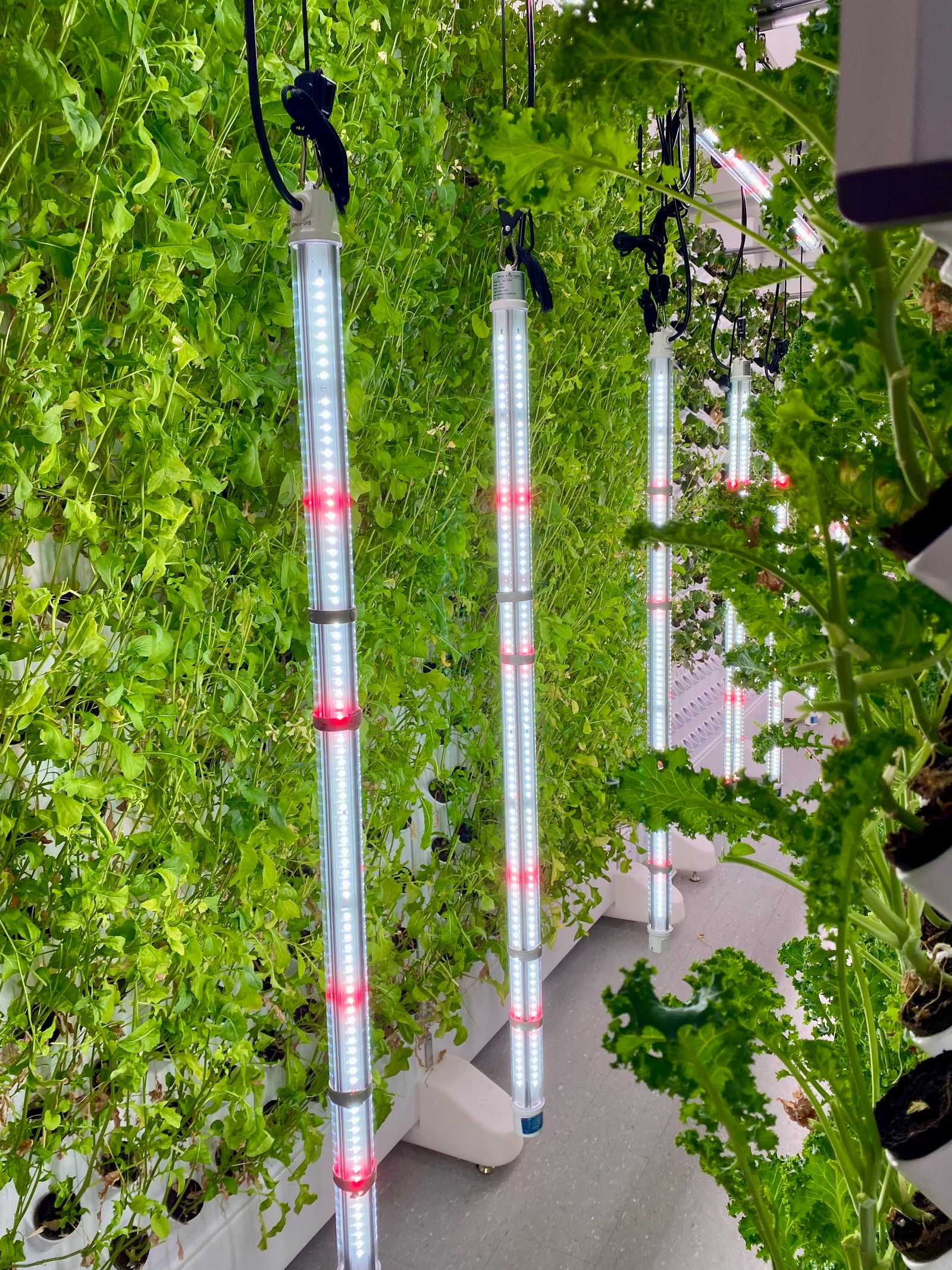 Pflanzenlampe Test 2026: Was Sansi, SANlight und MarsHydro wirklich unterscheidet (mit PPFD-Werten und ehrlichen Preisempfehlungen)