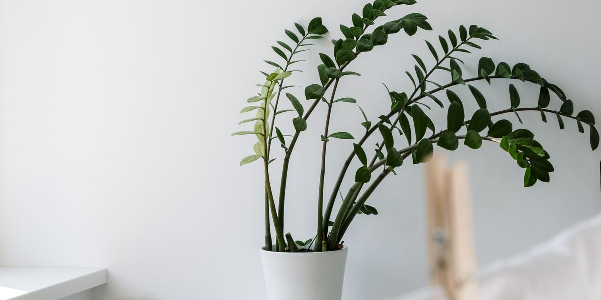 Zamioculcas bei wenig Licht: Wie dunkel darf der Platz sein?